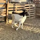 جفار مقنوي طيبه