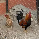 دجاج بلدي