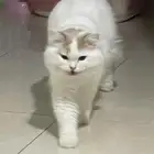 قط للتبني