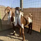 مشروع فحووول صنف العمر 4 شهور