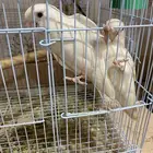 زوج روز البينو منتج