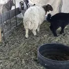 ذبايح بريه