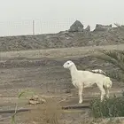 خروف سمين وكايف مقفل فل شحم