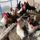 ديوك بلدي