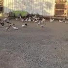 حمام فرنسي بلجيكي صنعاني