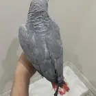 ببغاء كاسكو