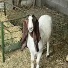 جفره هولنديه خصم وصنف دم صافي