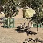 وز بلدي و بط بلدي