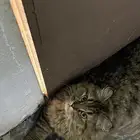 قطة لتبني