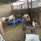 طليان وتيوس ذبايح