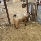 عنز دافع موقعها بني كبير
