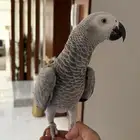 للبيع كاسكو (أفريقي رمادي) أليف جدا