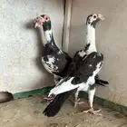 حمام كارير مستوى توب