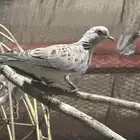 حمام نزل من 10 أزواج إلى 15 زوج