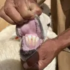 فحل رباع