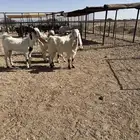 جفراة كفوي العدد 7 بفحله