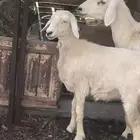 غنم مسروقه العدد 4 كما واضح في الصورة