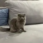 قطه انثى سكوتش فولد