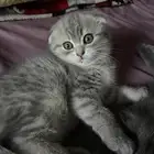 للبيع قطط حبتين