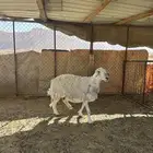 شاه حريه صنف شقاء دافع لها اربع شهور للبيع