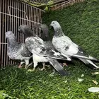 حمام باكستاني.