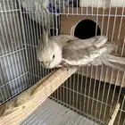 للبيع ذكر كروان