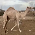 قعود حر بلدي