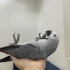 فرخ كاسكو للبيع