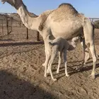 خلفه شقحا للبيع