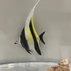 سمك بحري