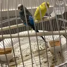 اثنين عصافير طيور حب متزوجين بلون الازرق والاصفر وقفص واكله