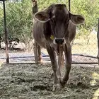 بقرة خلفه سويسري فاخرة
