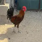 ديك بلدي