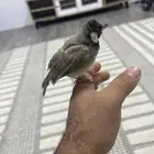 للبيع بلبول حساوي