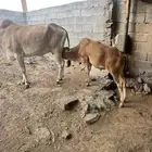 بقره خلفه