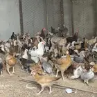 دجاج بلدي بياض وديوك