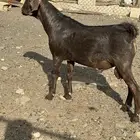 تيس فحل