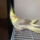 كروان ذكر اليف بس يبغاله تدريب السعر 350 للصامل