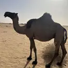 لقحه صفراء
