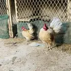زوج سيراما مستوا طيب