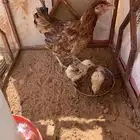 للبيع دجاجه رقاده