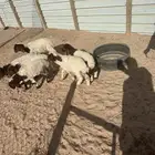 دواغير نعيم كبار العدد 6 متناصفه خرفان ورخال