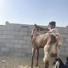 فحل هولندي صنف الصنف فاخر ومشروط