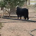 تبس فحل عارضي