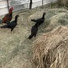 دجاج دجاج باكستاني اصلي