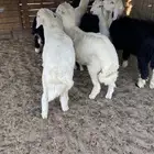 اضاحي طليان ورخال يوجد ذبح وتوصيل.
