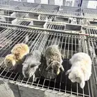 للبيع ارنب ذكر هولندي لوب عمر شهر