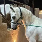 للبيع حصان مصري سليم   العمر من اربع الى خمس الحد 8000