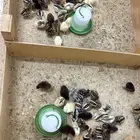 صيصان بلدي وفيومي