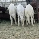 خرفان